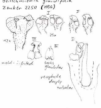 Vorschaubild Beilschmiedia grandifolia (Stapf) Robyns & Wilczek